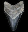 Serrated, Fossil Megalodon Tooth - Georgia #77535-1